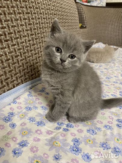 Британская