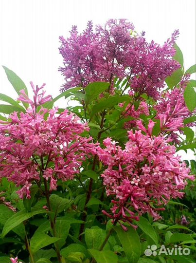 Сирень Джеймс Макфарлейн