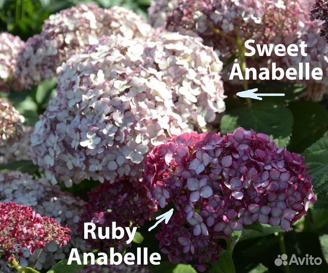 Гортензии древовидные Ruby Anabelle,Sweet Anabelle
