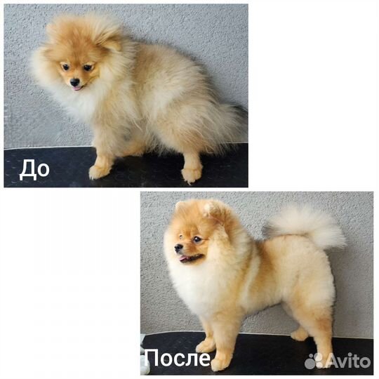 Стрижка собак и кошек