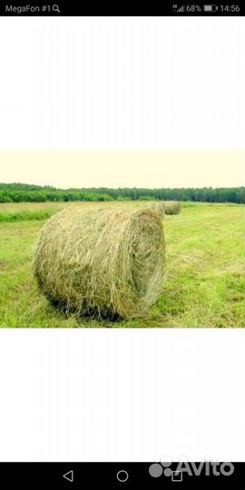 Сено свежее 2023