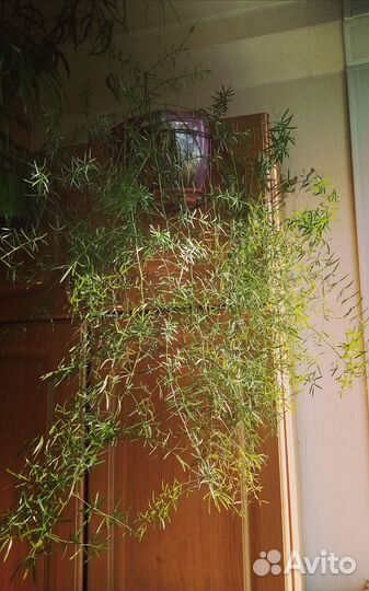 Комнатные растения и срезы пеларгоний