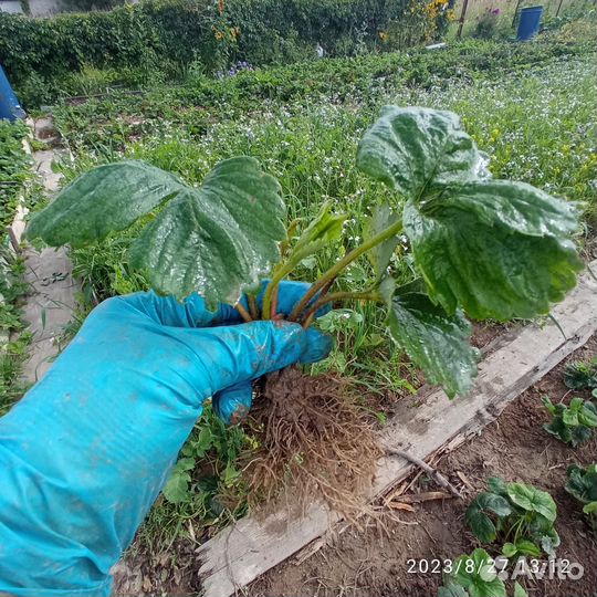 Рассада клубники Сорт Гигантелла