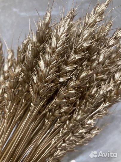 Колосья пшеницы окрашенные
