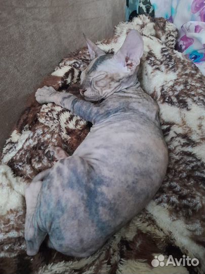 Донской сфинкс