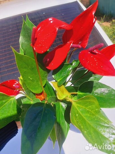 Антуриум редкие сорта