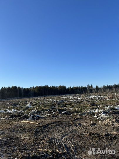 Услуги по лесозаготовке