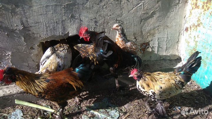 Продам петушков Бентамки
