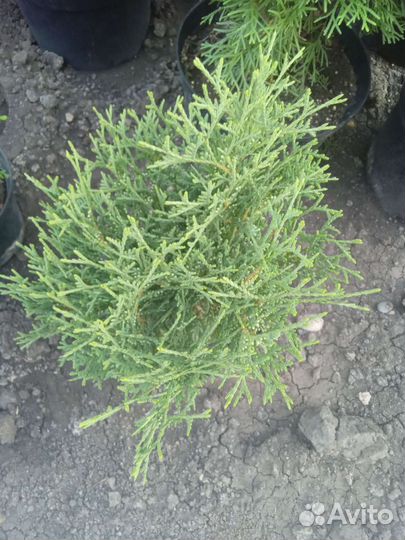 Туя голден смарагд