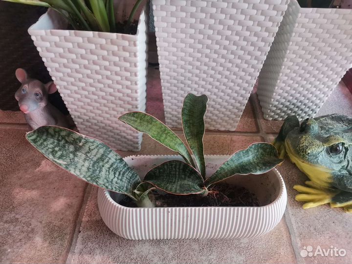 Сансевиерия Пуфамун (Phufamoon Delight)