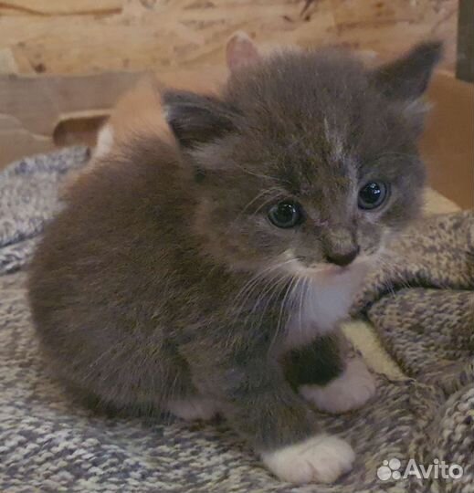 Котята в добрые руки бесплатно