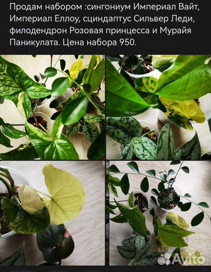 Комнатные цветы набором