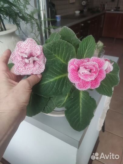 Глоксиния махровая