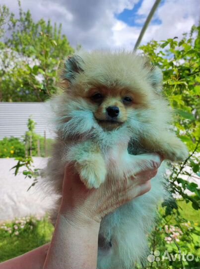 Померанский шпиц mini