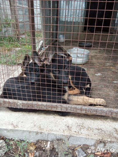 Щенки немецкой овчарки