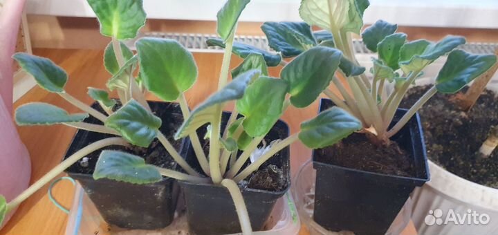 Комнатные растения цветы фиалки