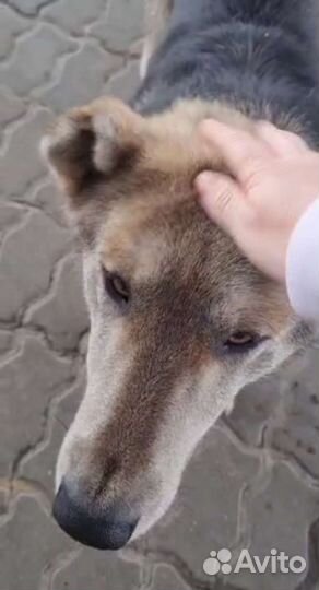 Миша ждёт поддержки доброго человека