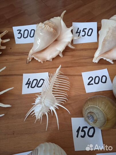 Морские раковины