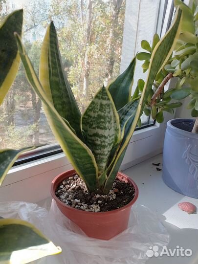 Сансевиерия