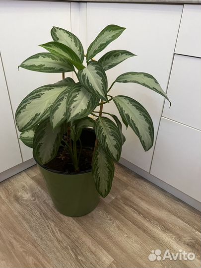 Цветы домашние в горшках