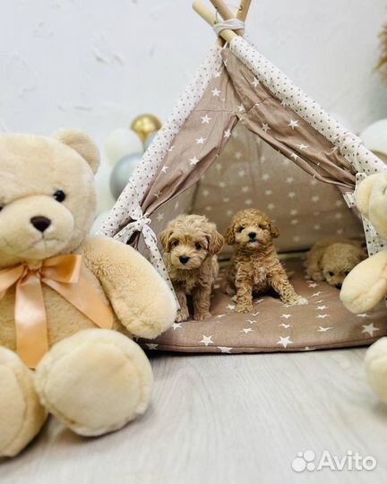 Мальтипу экстра мини девочки