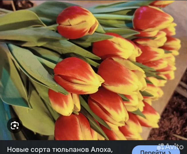 Тюльпаны оптом