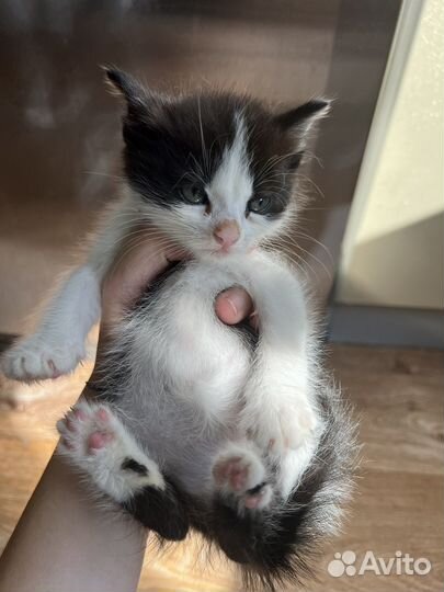 Кошки в добрые руки