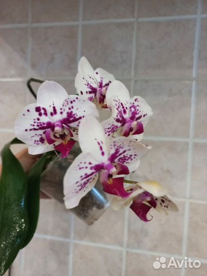 Орхидея фаленопсис