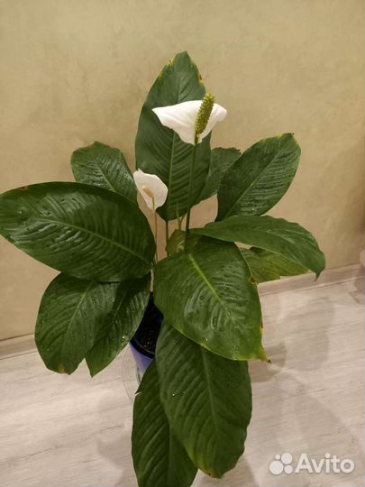 Комнатные растения 