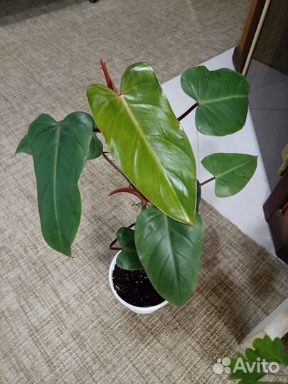 Филодендрон, Циссус (берёзка)