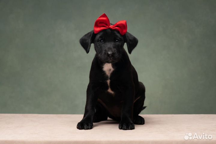 Ксолоитцкуинтли в шерсти собака ксоло щенок