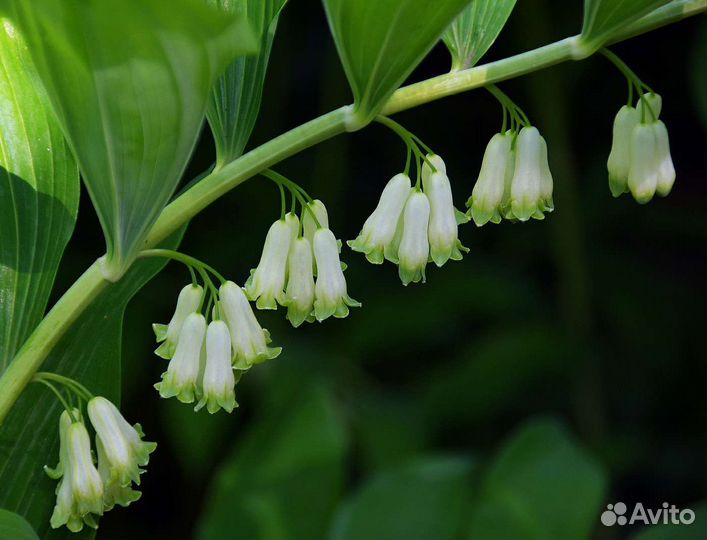 Многолетние цветы