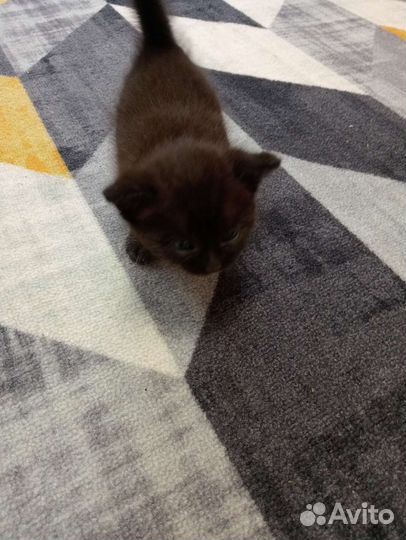 Кошка в дар