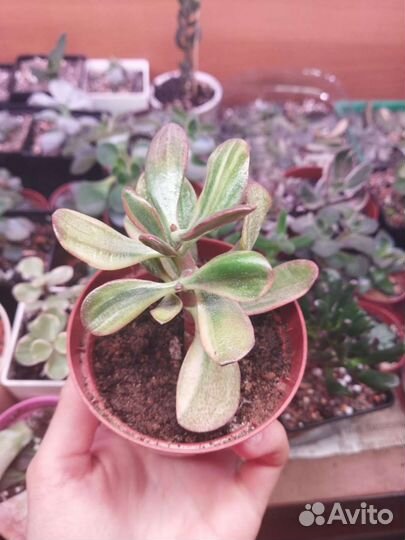 Крассула Hummel’s Ghost Корея