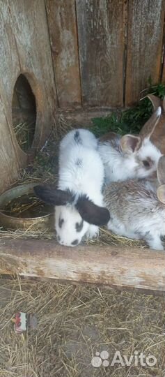 Продам крольчат