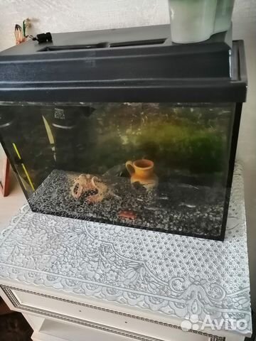 Аквариум с рыбками