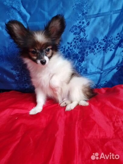 Мальчик мини папийон