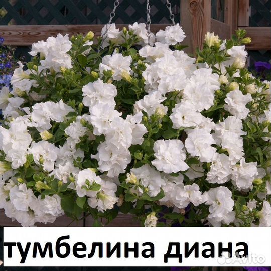 Вегетативная петуния