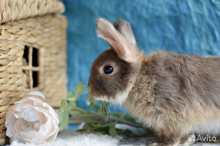 Декоративные карликовые кролики