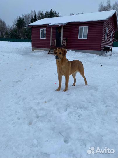 Девочка бесплатно