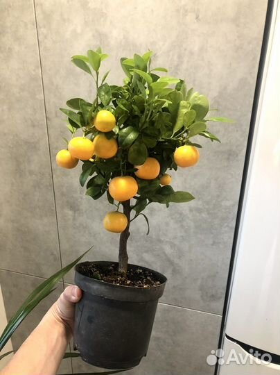 Мандариновое дерево