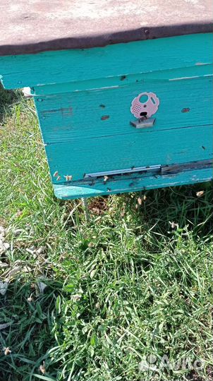 Пчелосемьи