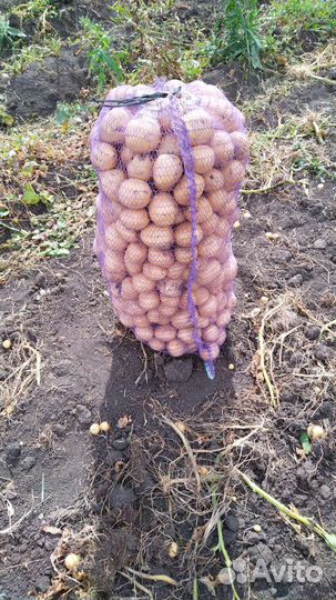 Продам картофель