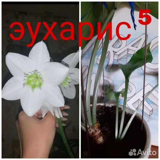 Комнатные цветы