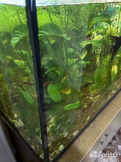 Аквариум с тумбой бу с рыбками
