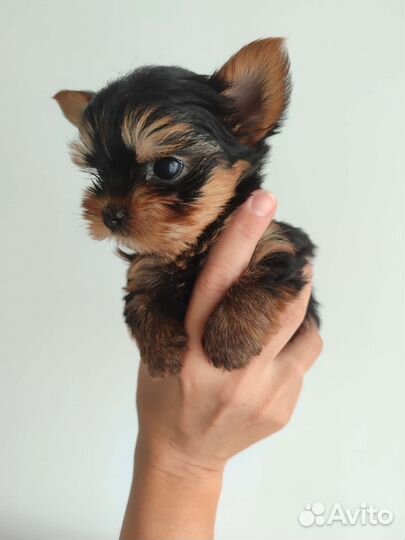 Йоркширский терьер мини беби фейс щенки