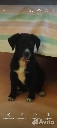 Щенок девочка в добрые руки