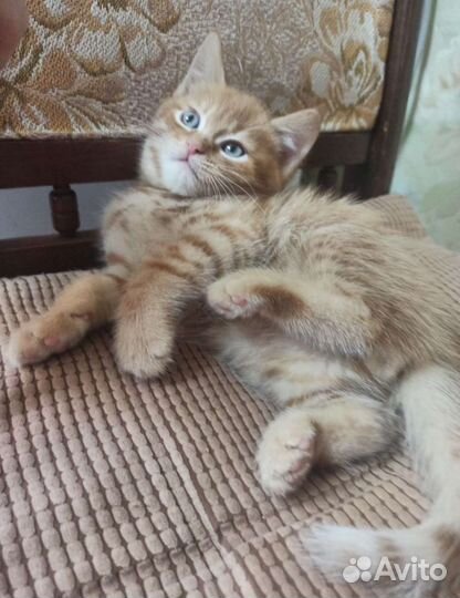 Котята в дар