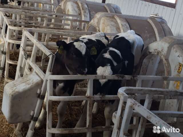 Телята мясной породы