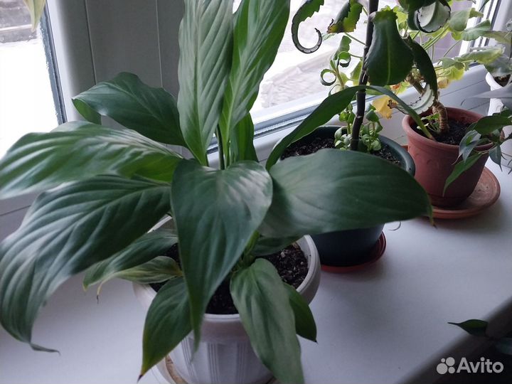 Комнатные цветы